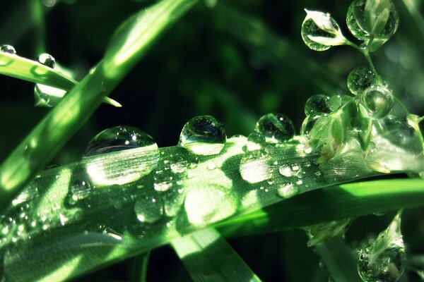 Enormes gotas en la hierba verde