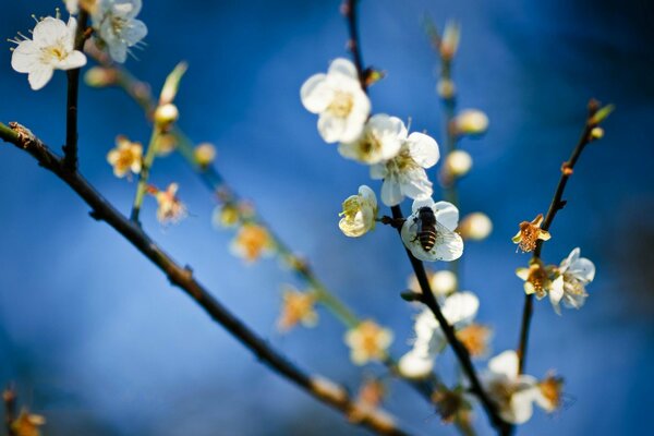 Bild einer Biene in Apfelblüten