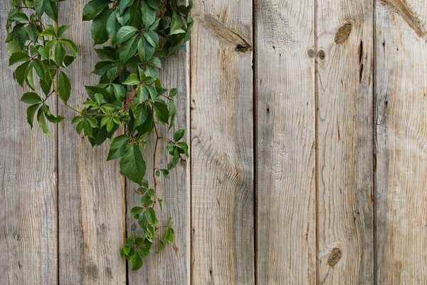 Green fruits of a climbing plant behind the fence