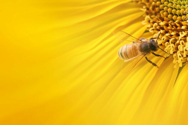 Fresh sunflowers are the best nectar for honey