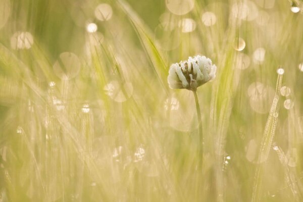 Eine Blume im Licht des frühen Morgens