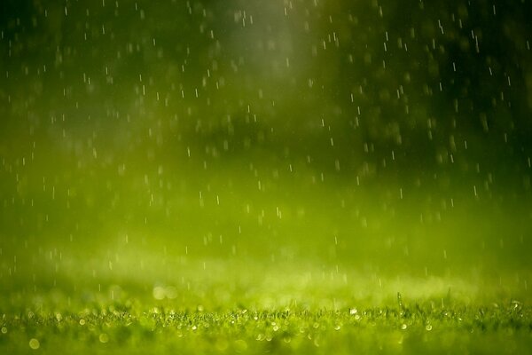 Gouttes de pluie tombant sur l herbe