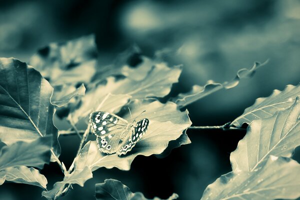 Monochrome picture of butterflies and branches