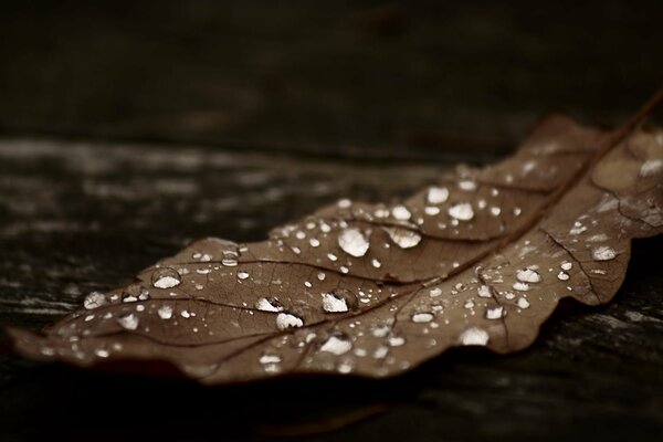 Gotas de rocío en una hoja de roble