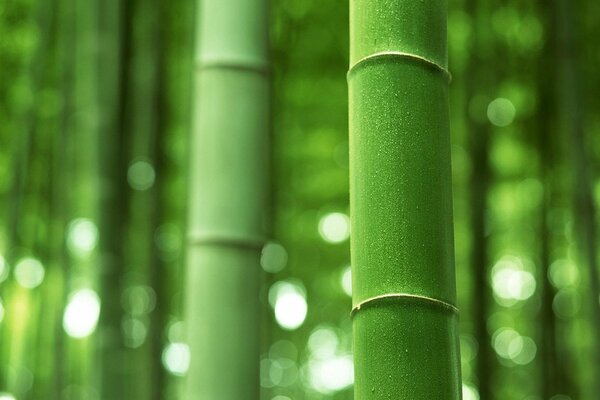 Bamboo stalks in a bamboo forest