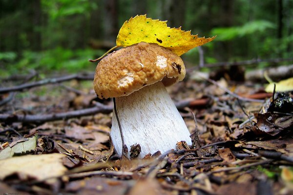 Champignon blanc caché sous la feuille