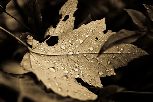 Hoja de arce con gotas de lluvia