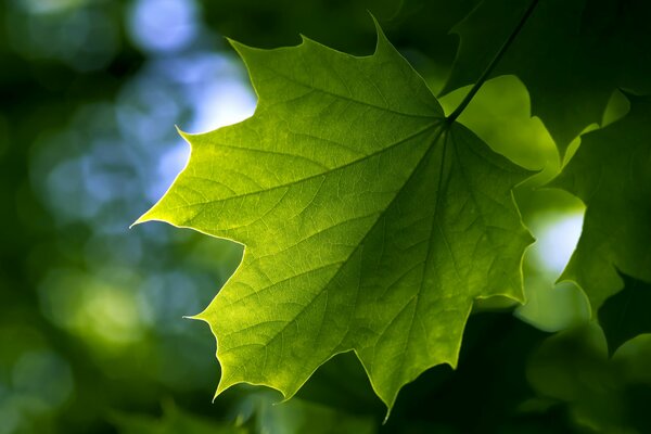 Green fresh maple leaves