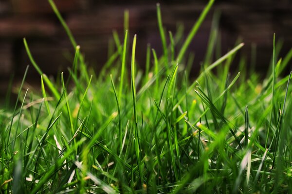 Morning grass in dew drops