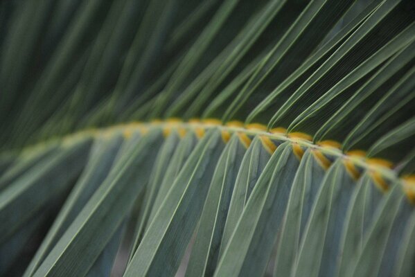 Tallo de helecho verde