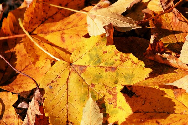 Autumn maple leaf in macro style