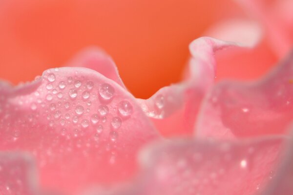 Gotas de agua en un pétalo de rosa