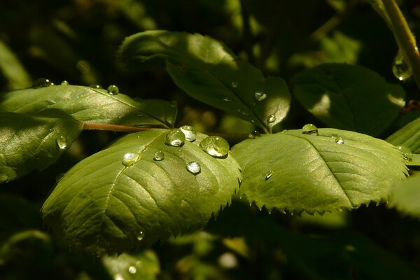 Charming dew drops on rose leaves in natural light