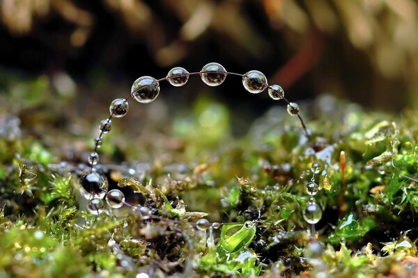 Branche dans la forêt avec des gouttes d eau sur elle