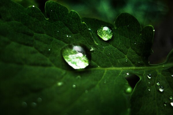 Gotas de rocío en una hoja verde