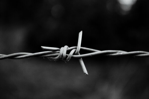 Metal barbed wire on a gray background