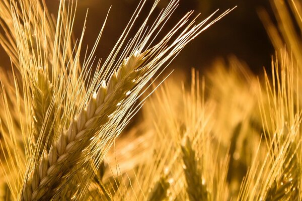 Ripe ears of wheat on a dark background