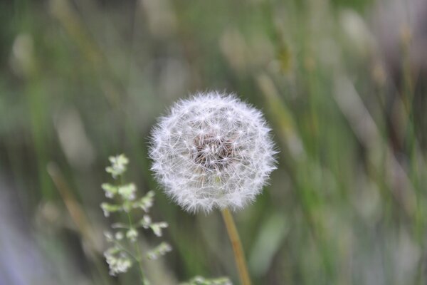 Flauschige weiße Löwenzahn auf Gras Hintergrund