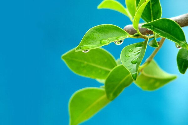 Grüne Blätter in Tautropfen auf blauem Hintergrund