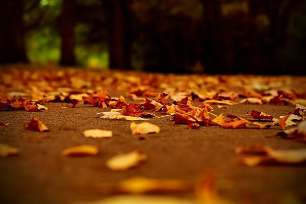 Fallen autumn leaves on the road