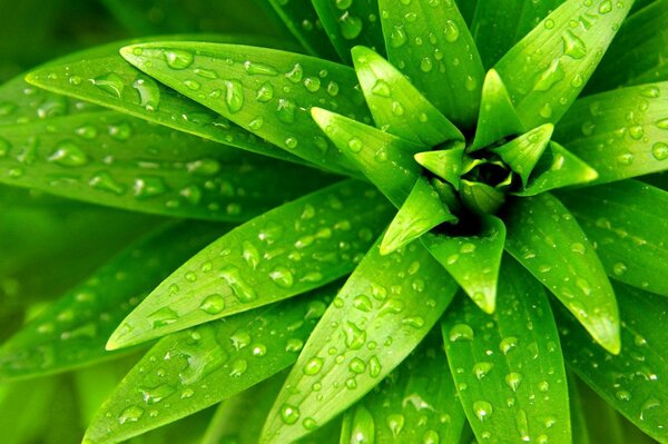 Green leaves in dew drops