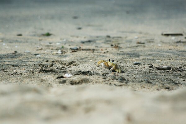 A crab crawls on a sandy beach