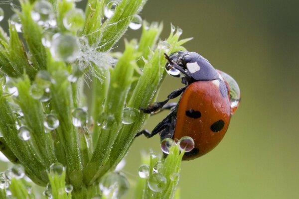 A ladybug sits on a plant stained with dew