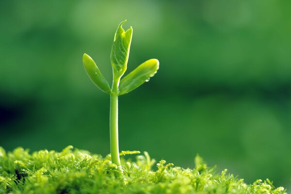 Pousse sur fond d herbe verte