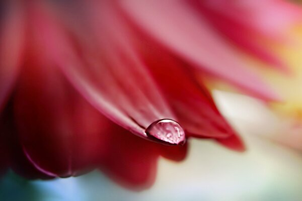 Gota de rosa en el pétalo de la flor