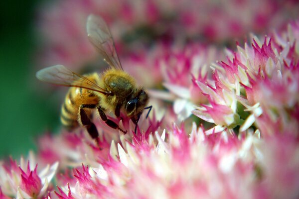 Eine Biene auf einer rosa Blume. Nektar