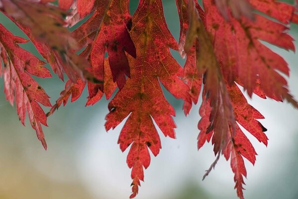 Rote Herbstblätter am Baum