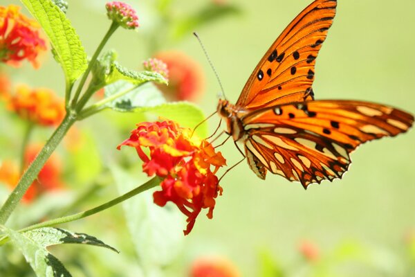 Ein Schmetterling sammelt Pollen von einer Blume