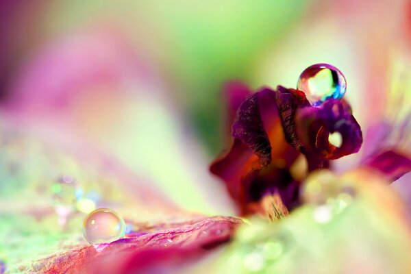 Water drops on a large flower