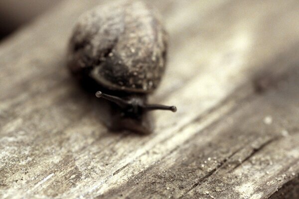 Snail on a tree background