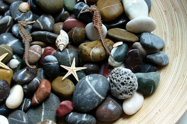 Sea pebbles of different shapes and colors