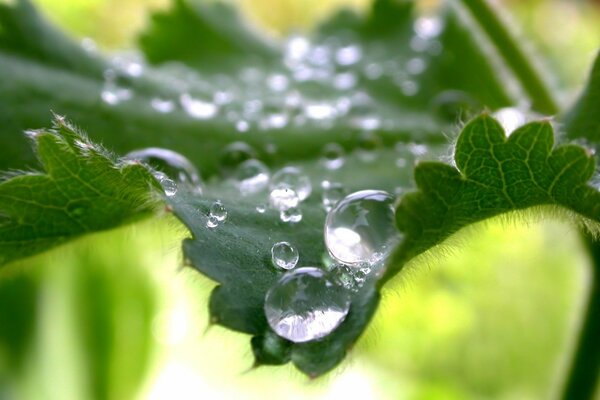 Green leaves in dew drops