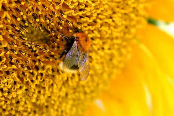 A bee on a flower. Nectar. Macro