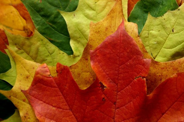 Toutes les couleurs merveilleuses de l automne