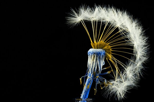 Fallen dandelion by half