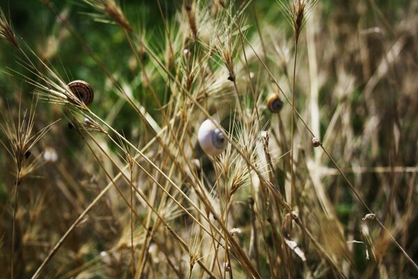 Caracoles en ramas de espiguillas de trigo