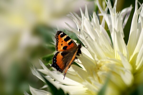 Mariposa naranja sobre crisantemo blanco