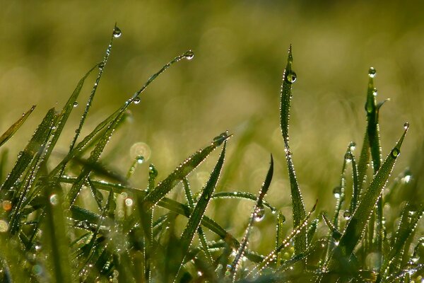 Faszinierender Morgentau im Sommer