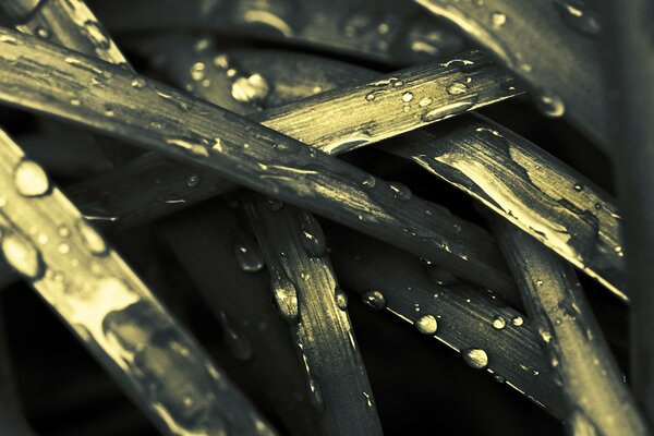 Macro photo of grass with dew drops