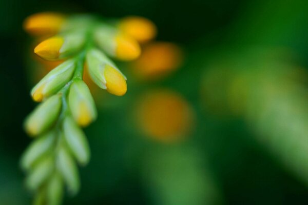 Les bourgeons délicats prennent de la couleur