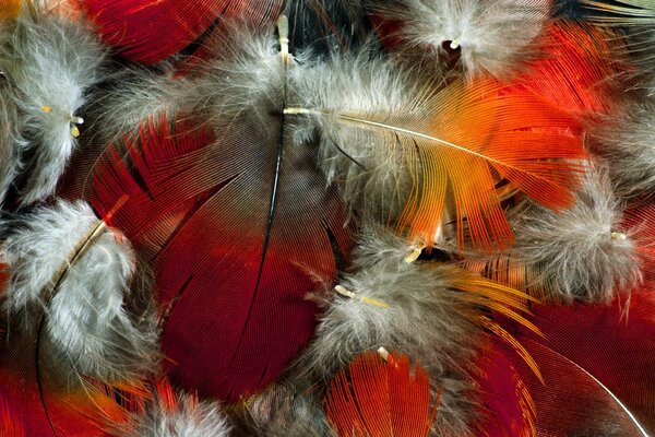 Hermoso color de plumas caídas