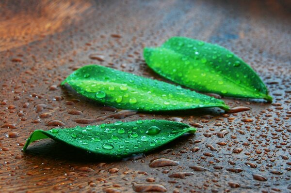 Water drops on green leaves