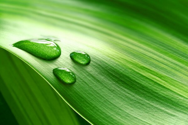 Dew drops on leaves