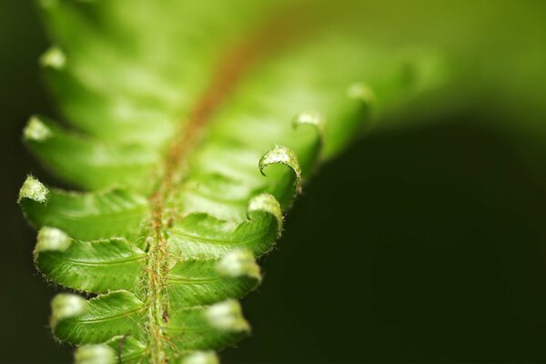 Green fern leaves bent macro photo