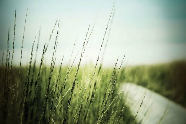 The grass is green by the village road