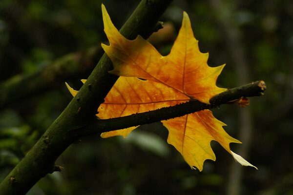 Hoja de otoño brillante sobre un fondo de contraste